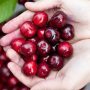 Eat Cherries To Help Reduce Gout Attacks And Arthritis Inflammation