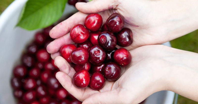 Eat cherries reduce gout attacks