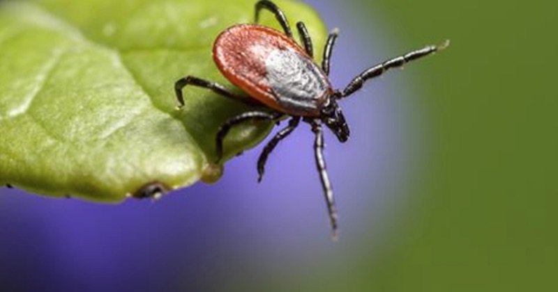 Stevia kills lyme disease pathogen better than prescription antibiotics.