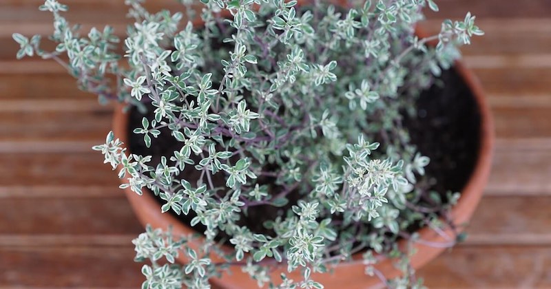 powerful herb thyme plant