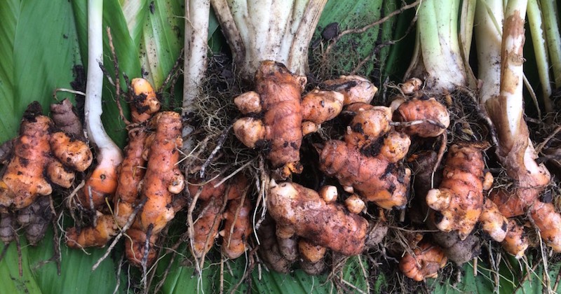 harvesting turmeric