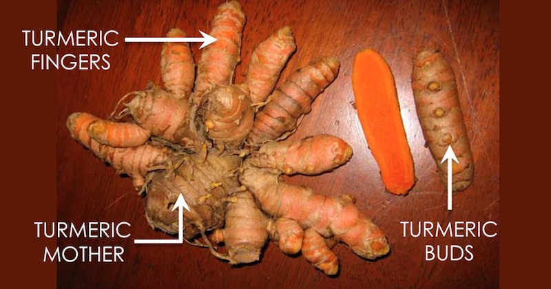 Turmeric plant parts