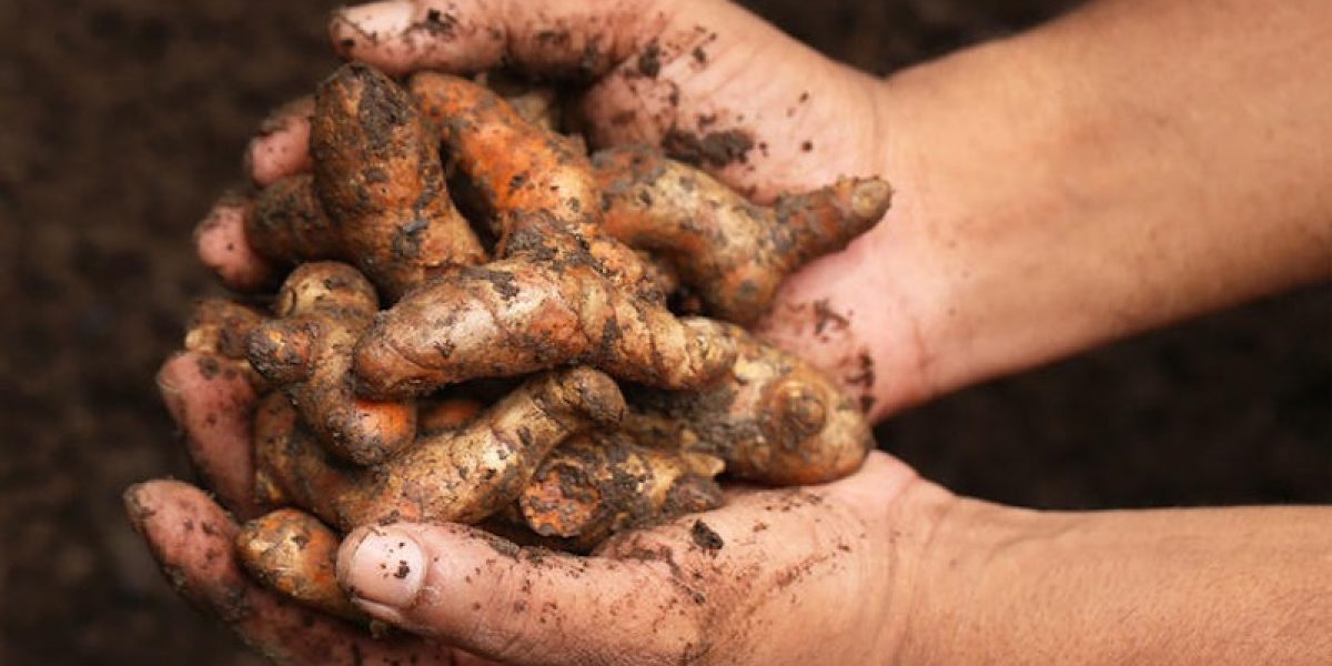 How To Grow Turmeric At Home For An Endless Supply