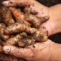 How To Grow Turmeric At Home For An Endless Supply