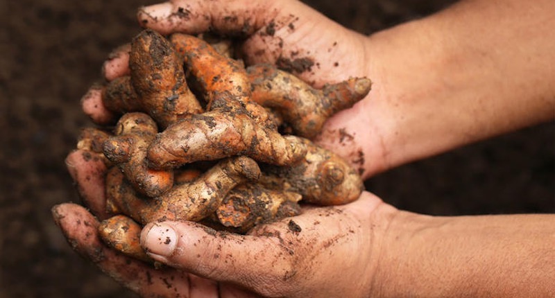 growing turmeric at home