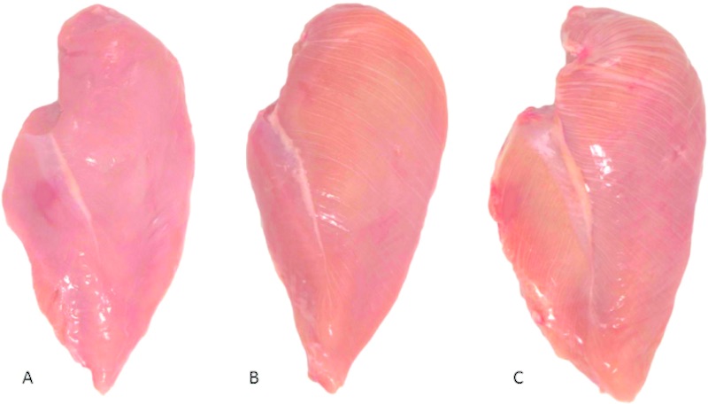 Chicken breast fillet white-striping