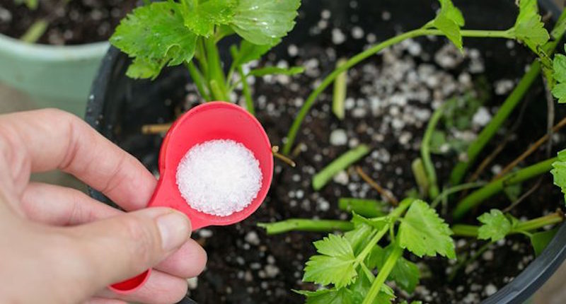 epsom salt in garden