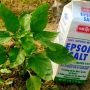 Surprising Ways To Use Epsom Salt In Your Garden