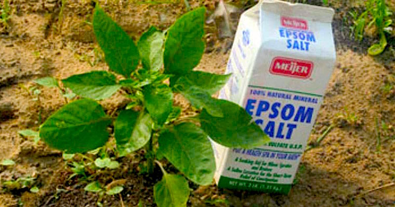 epsom salt plants