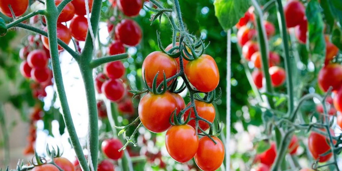 Complete Guide To Growing Your Own Endless Supply Of Tomatoes