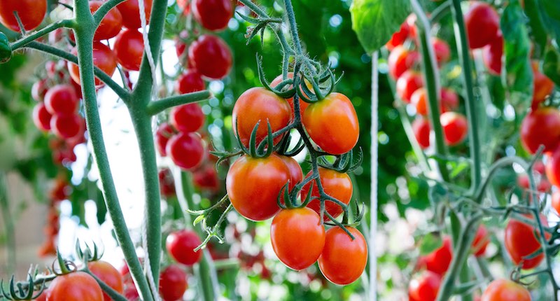 growing tomato plants harvest