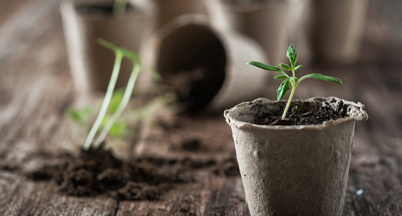 growing tomato plants seedlings