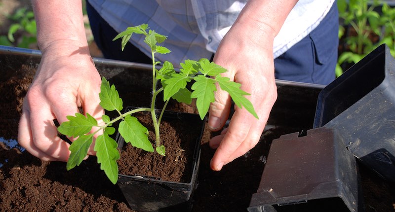 growing tomato plants