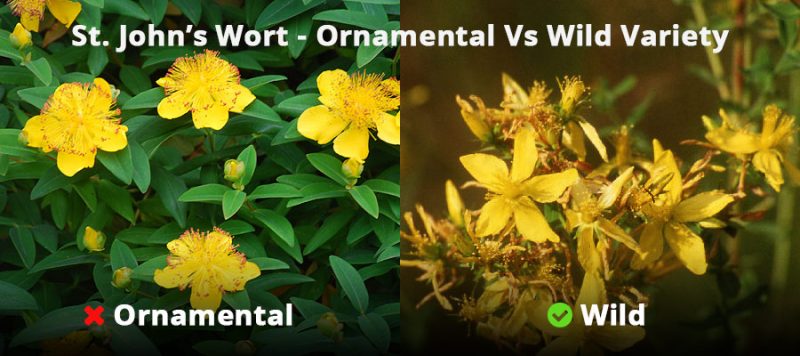 St. John's Wort plant - ornamental Vs wild varieties