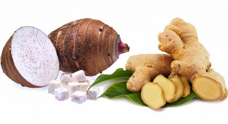 Taro plaster ingredients: taro and ginger roots