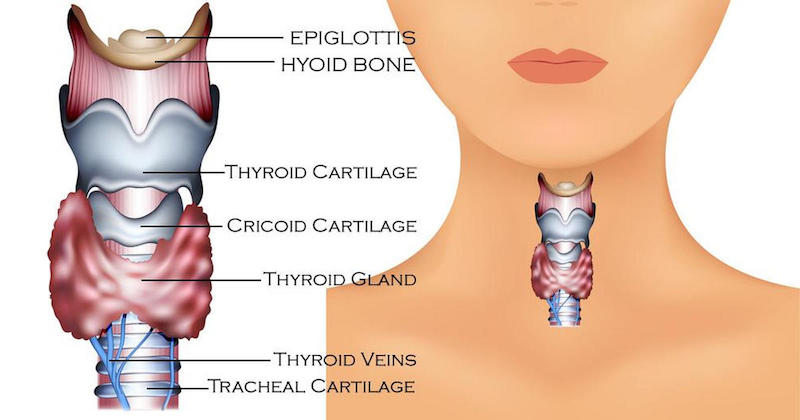 thyroid