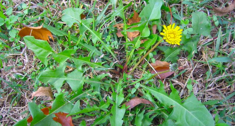 dandelion plant