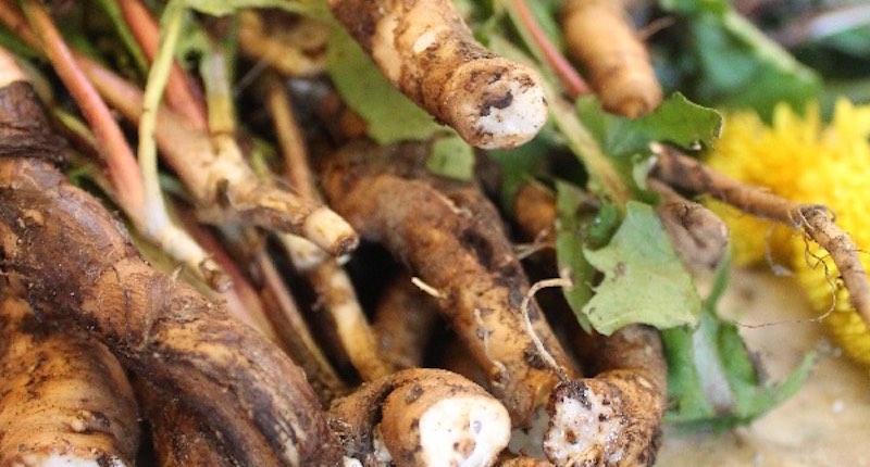 dandelion root