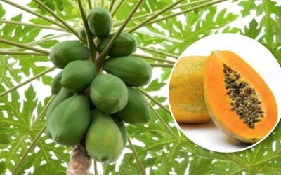 How To Include Every Part Of This Superfood Papaya In An Anti-Cancer Diet
