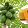 How To Include Every Part Of This Superfood Papaya In An Anti-Cancer Diet