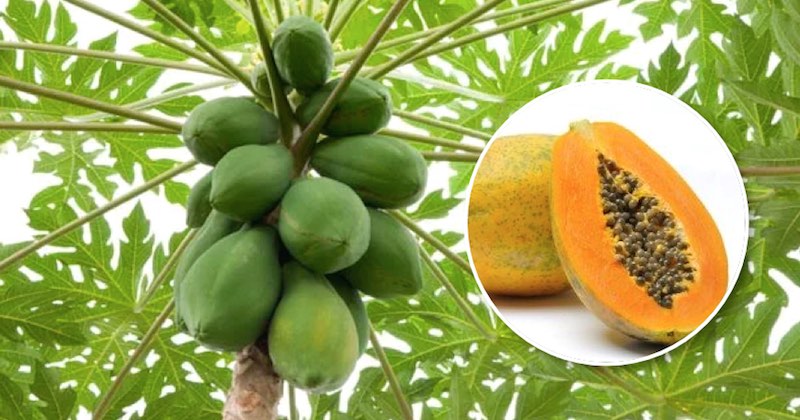 papaya for anti-cancer