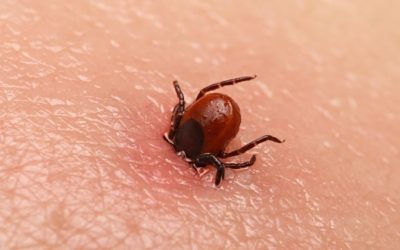 CDC Warning: Ticks Now Carry A Virus More Deadly Than Lyme Disease
