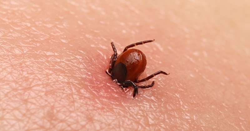 tick bite powassan virus