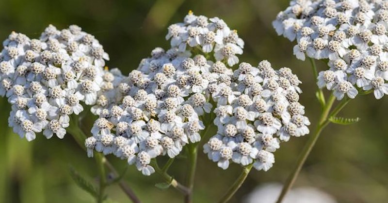 yarrow plant