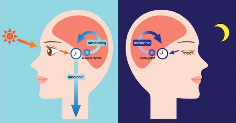 zoloft insomnia melatonin