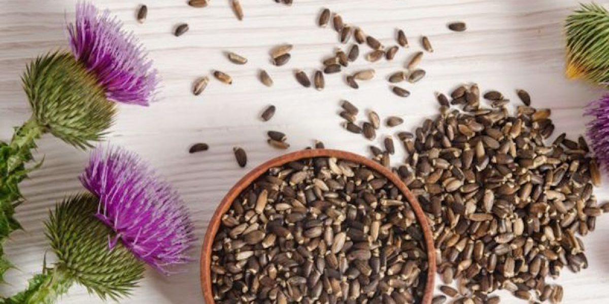 Milk Thistle: Nature’s Gift Of Detox For Your Liver And Kidneys