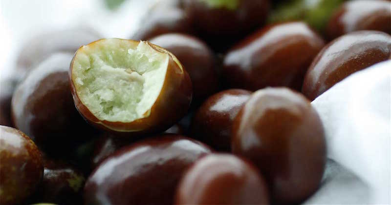 Health Benefits Of Red Dates Jujube Nutritional Facts And Consumption Tips