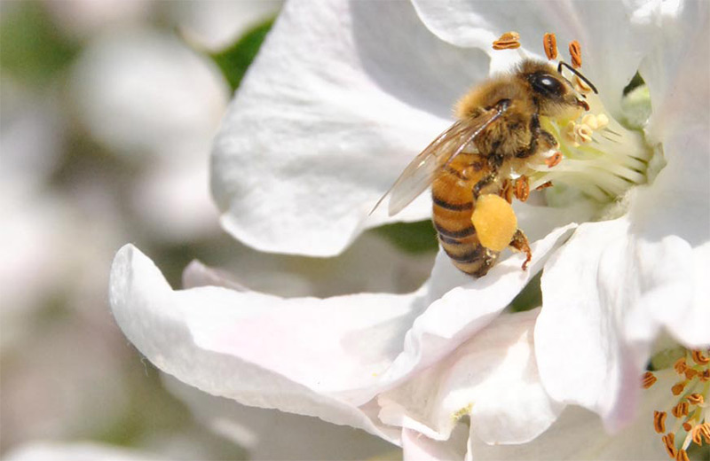 Honey bee collecting pollen