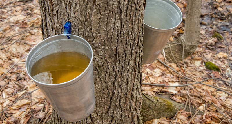 maple syrup sap