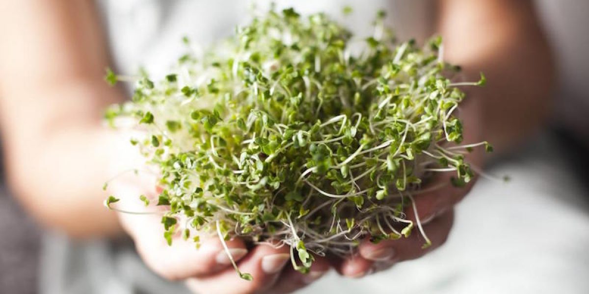 Grow These Nutrient-Rich Powerhouses And Sick-Proof Yourself