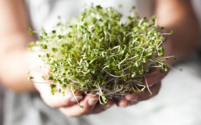 Grow These Nutrient-Rich Powerhouses And Sick-Proof Yourself