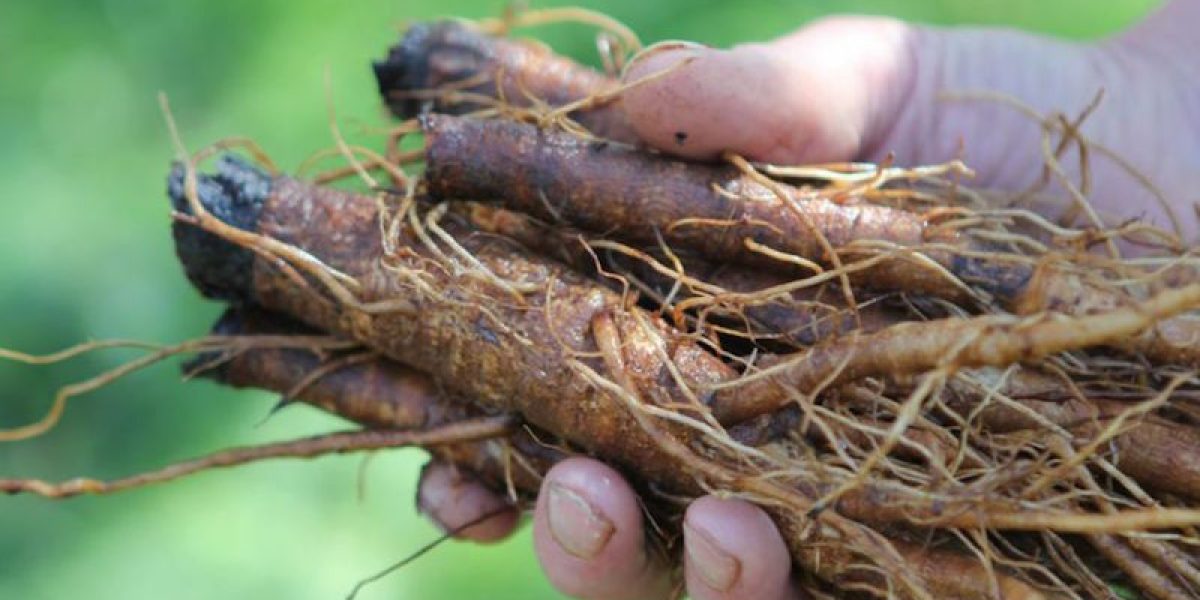 Burdock Root Is An Excellent Lymph Cleanser, Protects Brain And Liver Health