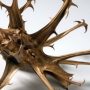 Devil’s Claw Is Powerful For Relieving Chronic Pain from Arthritis, Inflammation