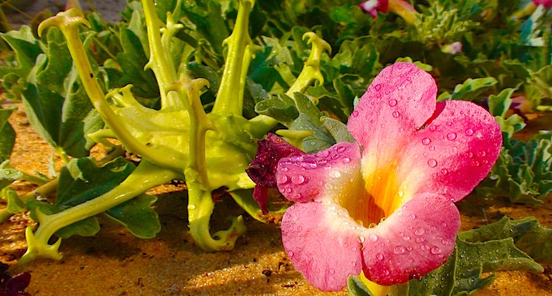 devil's claw plant