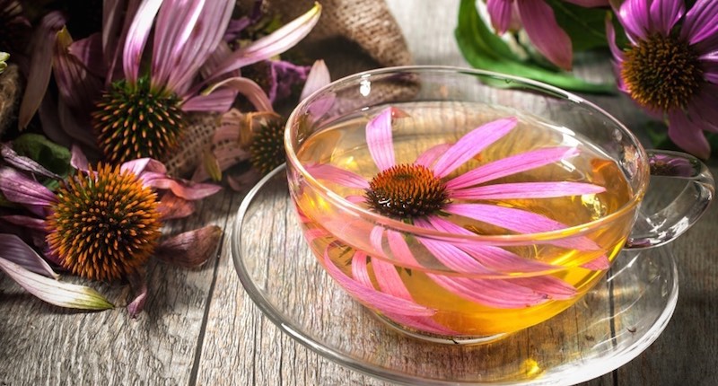 echinacea benefits