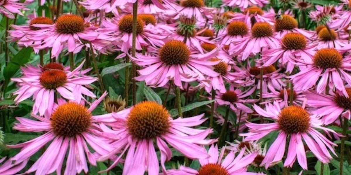 Echinacea Benefits From Beating A Cold To Fighting Infections