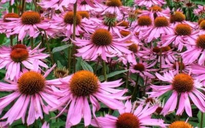 Echinacea Benefits From Beating A Cold To Fighting Infections