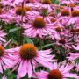 Echinacea Benefits From Beating A Cold To Fighting Infections