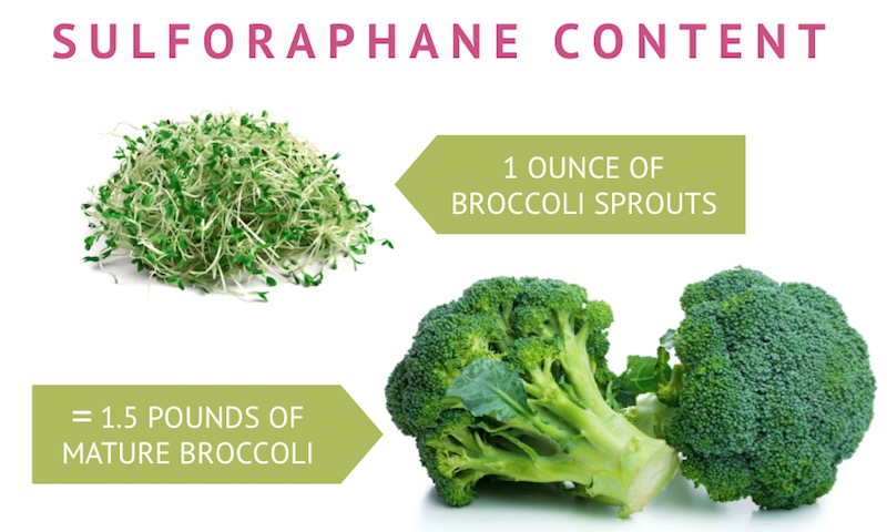 comparison of sulforaphane content