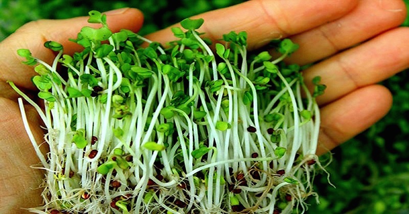 broccoli sprouts in hand