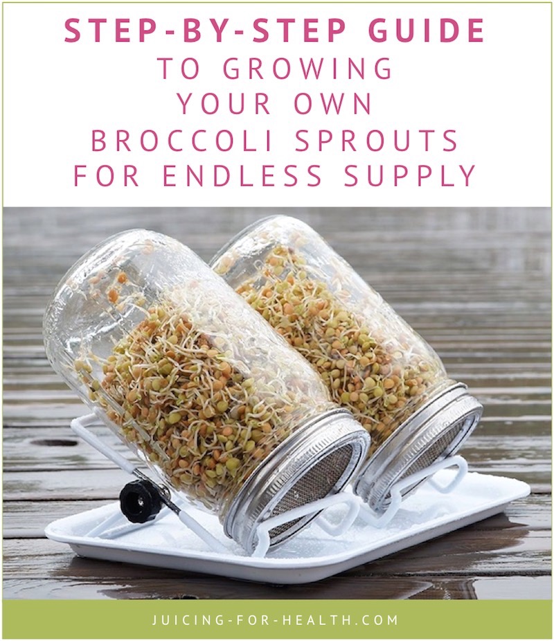 grow your own broccoli sprouts