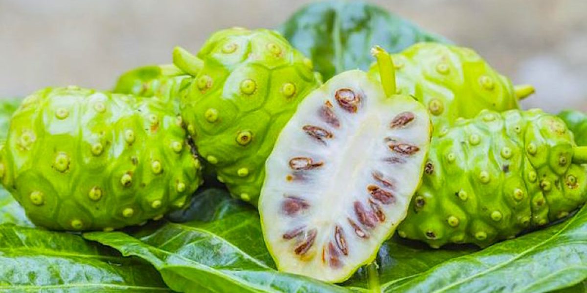 Eat Noni Fruit To Fight Infections, Protect Your Liver And Relieve Arthritic Joint Pains