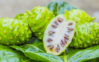 Eat Noni Fruit To Fight Infections, Protect Your Liver And Relieve Arthritic Joint Pains