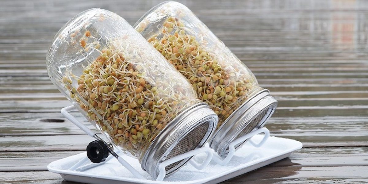 How To Grow Broccoli Sprouts At Home