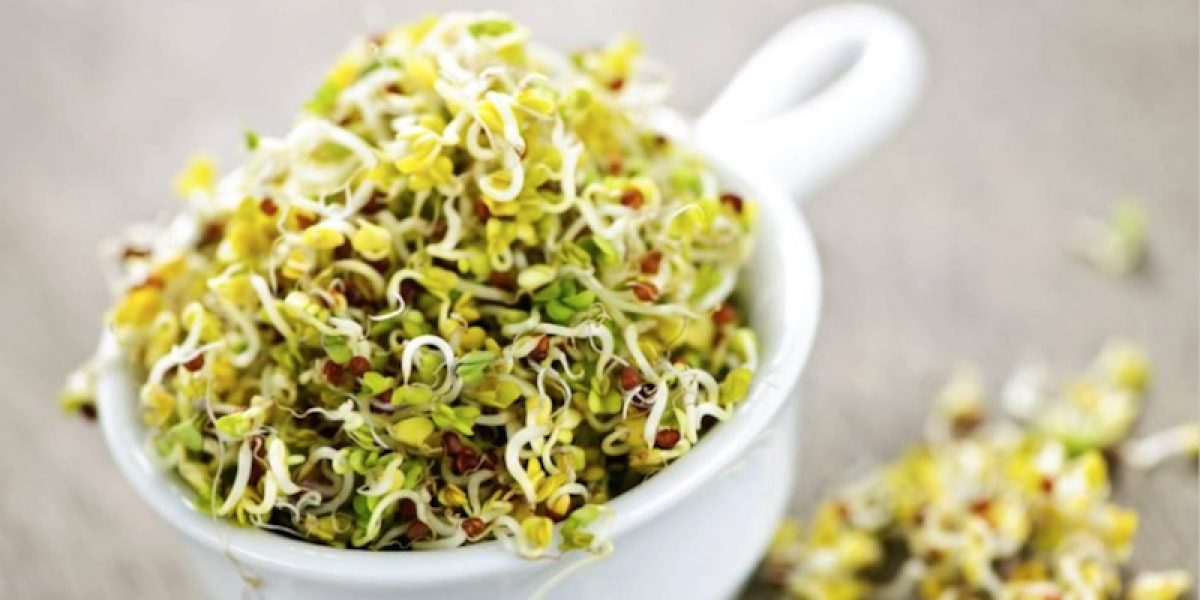 Broccoli Sprouts Kill Cancer Growth, Heal Chronic Diseases, Fight Inflammation