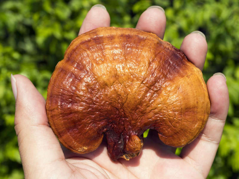 reishi mushroom on hand